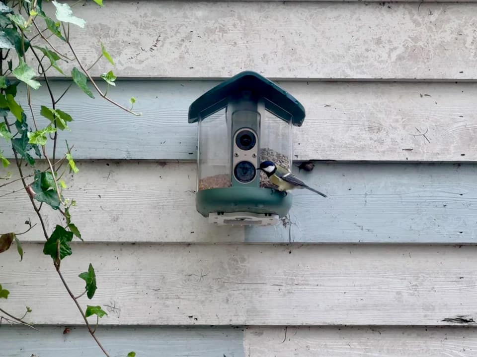 My brief romance with an AI bird feeder
