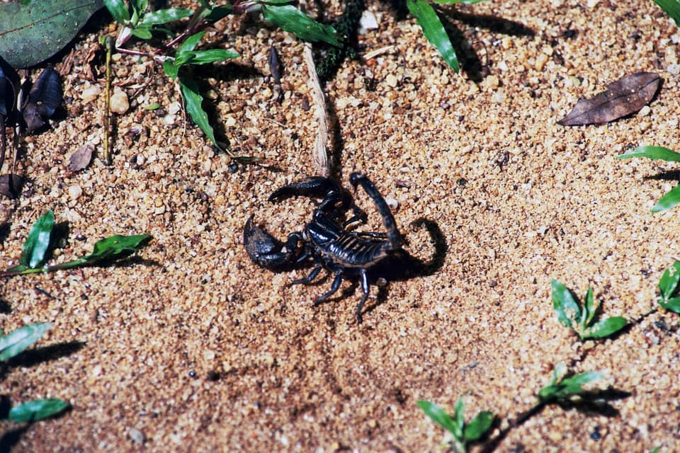 Claude did not invent scorpion antivenom